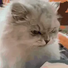 Angry fluffy cat squinting