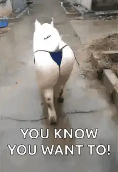 White cat in blue thong walking away