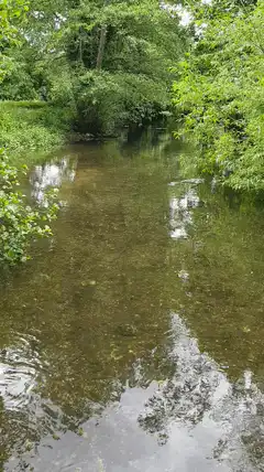 Clear stream in a lush green forest