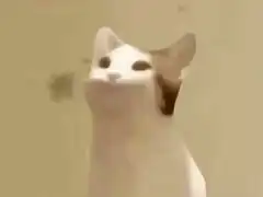 cat bitcoin meme