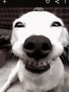 Dog with a goofy smile