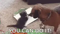 Kitten pushing dog's nose