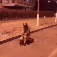 Dog riding a toy car