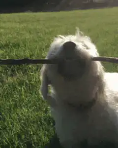 Dog holding stick in mouth