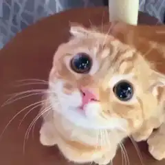 Orange tabby cat with big eyes