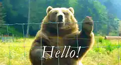 Bear waving hello behind fence