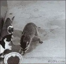 Raccoon gets startled by cat