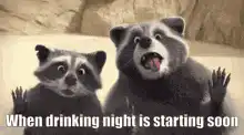 Excited raccoons drinking night