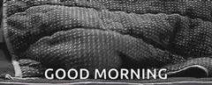 cat under blanket good morning
