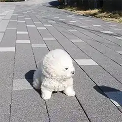 fluffy white puppy on sidewalk