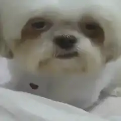 Close-up of a small white dog with a grumpy expression