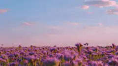 Field of purple flowers under a pink sky