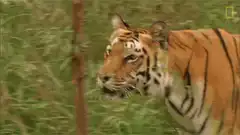 Tiger walking through tall grass