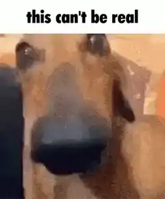 dog this can't be real