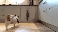 Dog brings happy weekend sign