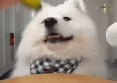 Samoyed dog banana phone