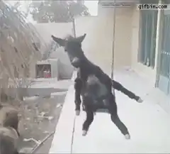 Goat tied to a rope swinging