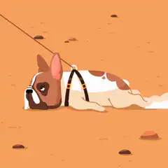 French bulldog refusing to walk
