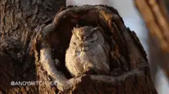 Owl blinking in tree hollow