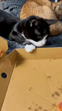 black and white cat steals pizza slice