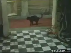 Black cat walking on red carpet