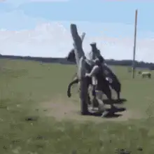 Rider thrown from bucking horse