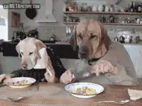 Two dogs eating dinner at a table