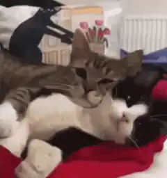 Tabby kitten cuddling black and white cat
