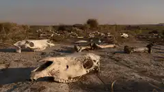 Animal skulls on dry savanna ground