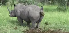 Rhino pooping in the wild