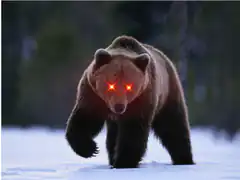bear with glowing red eyes