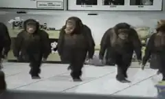 Chimpanzees dancing in a line