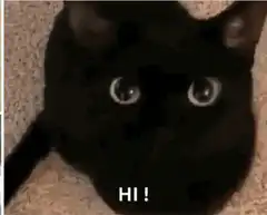 Black cat says hi