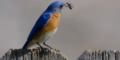Bluebird holding insect in beak
