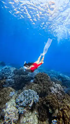 Snorkeler swimming over coral reef