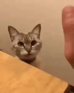 cat high fives finger