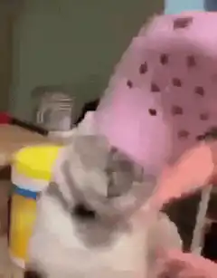 cat wearing pink croc shoe