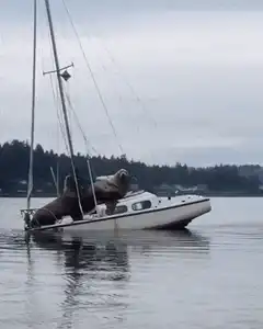 Two sea lions on a sailboat