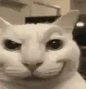 White cat sticking tongue out