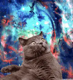 cat in space