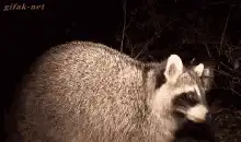 Raccoon with baby on back
