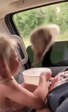 Toddler hugs ostrich through car window