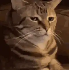 judgy cat zooming in