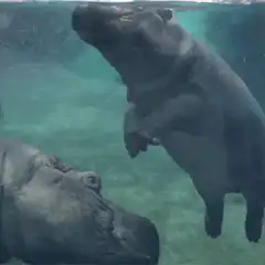Baby hippo cuddling with adult underwater