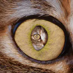 Infinite cat eye reflection