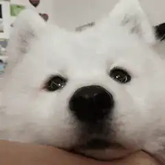 White fluffy dog gets nose boop