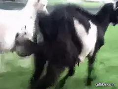 Goat mating in slow motion