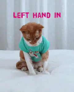Cat doing the hokey pokey