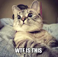 WTF is this cat