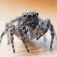 jumping spider waving